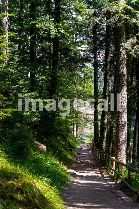 Beautiful pine trees on  mountains