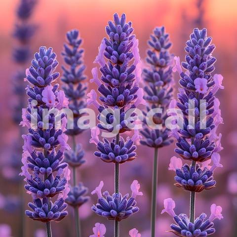 Abc1323 Soft Lavender A gentle lavender backdrop that brings a  6abb1f2b 8e9b 49ff 891d 0a6b227a6fef part4