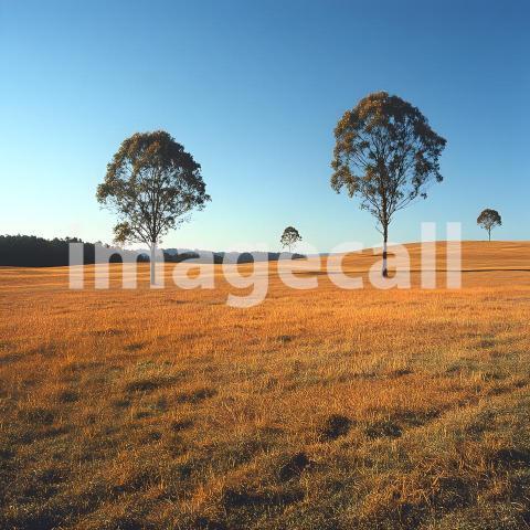 Abc1323 Open Fields with Distant Trees A backdrop depicting vas 6ce35c7c 2911 4c47 8cd5 8f70ee9ce52a part4