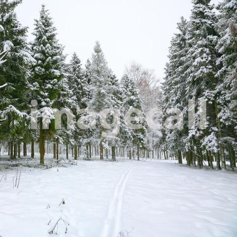 Beautiful winter landscape with snow covered trees