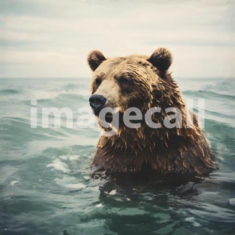 Animals and Wildlfie illustrations (367)