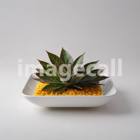 Isolated on white and black background Interior plants (1163)