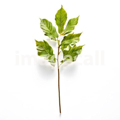 Architecture and Urban isolated trees plants (1652)