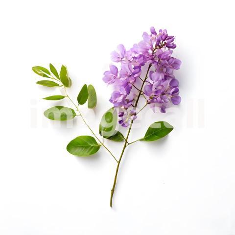 Architecture and Urban isolated trees plants (1658)