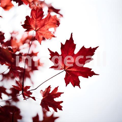 Architecture and Urban isolated trees plants (1696)