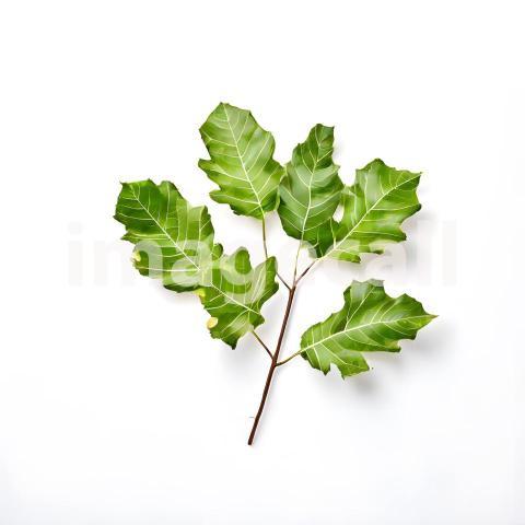 Architecture and Urban isolated trees plants (1718)