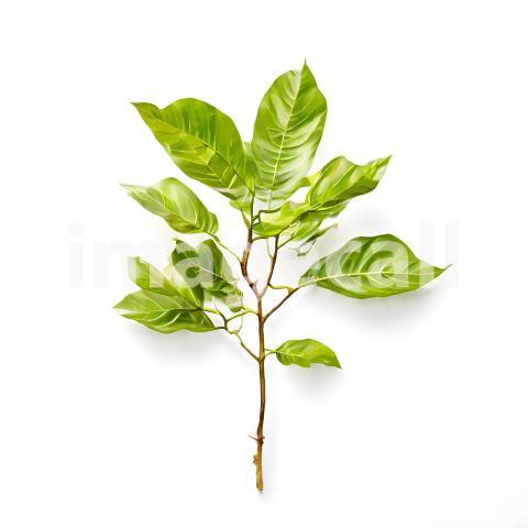 Architecture and Urban isolated trees plants (1727)