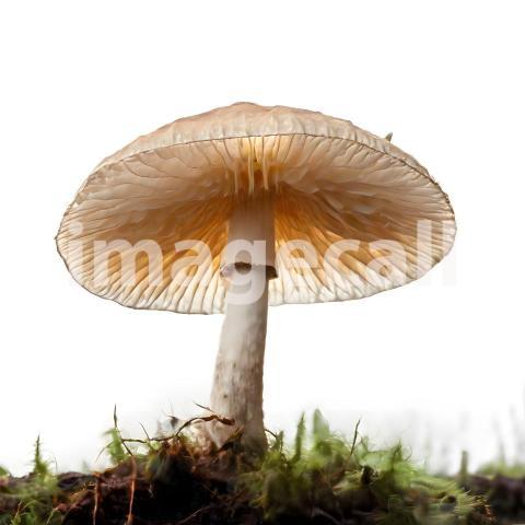 Isolated on white or black background Mushroom (10)