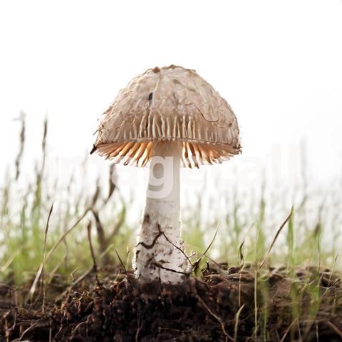 Isolated on white or black background Mushroom (5)