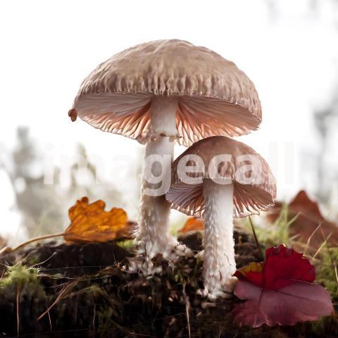 Isolated on white or black background Mushroom (7)