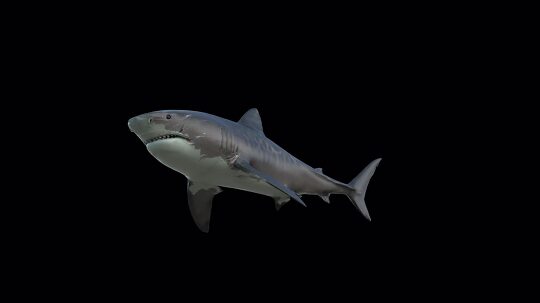 shark 2