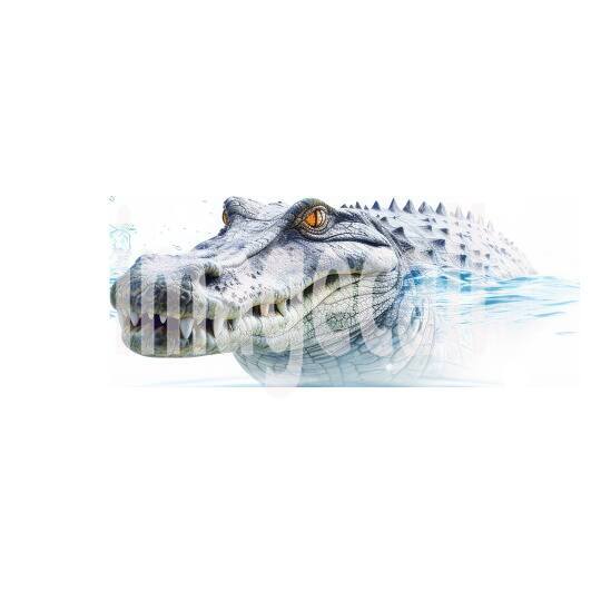 Crocodiles (9)
