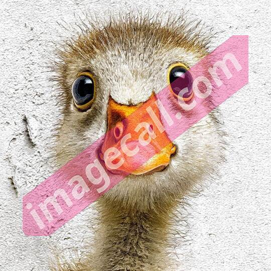 peeking animal8 (404)