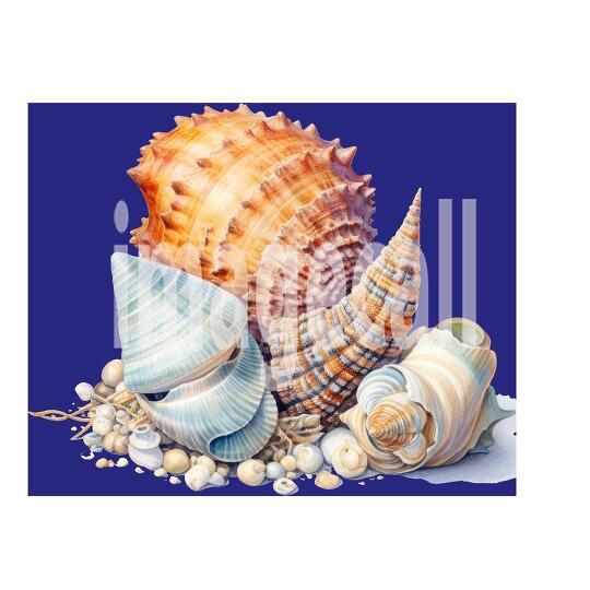 Sea Shells (4)